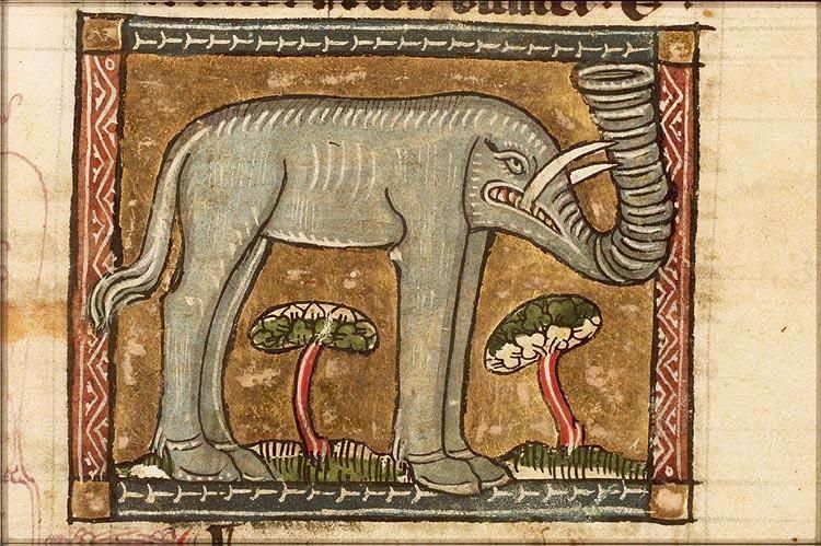 Elephant picture 3